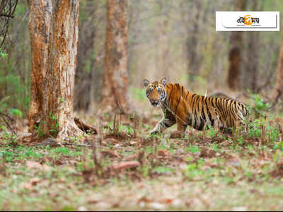 ঝাড়খণ্ডের পালামুতে বাইসনের হামলায় মৃত্য বাঘিনীর!