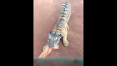 खतरनाक! रायपुर जंगल सफारी के दौरान बाघ ने टूरिस्ट बस का किया पीछा, विडियो वायरल