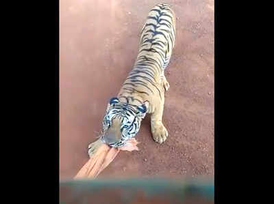 खतरनाक! रायपुर जंगल सफारी के दौरान बाघ ने टूरिस्ट बस का किया पीछा, विडियो वायरल