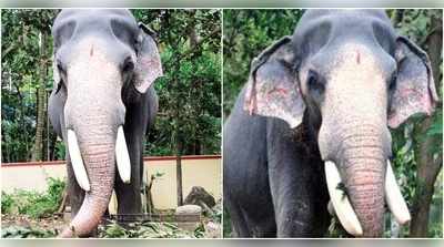 മരുന്നുകളോട് പ്രതികരിക്കാതെ ഗുരുവായൂർ പത്മനാഭൻ;  ആരോഗ്യനിലയിൽ ആശങ്ക!