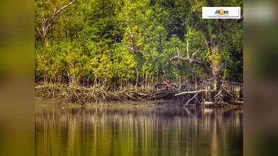 ভেড়ি তৈরি করতে ম্যানগ্রোভেই কোপ