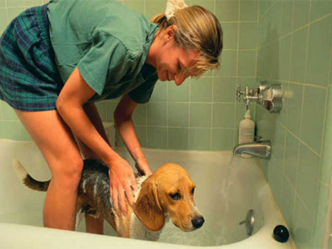 dog bathing