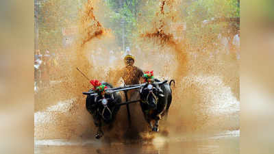 कम्बाला दौड़ कब-कहां और कैसे होती है आयोजित, क्या है मान्यता.. जानिए इस रेस के बारे में सब कुछ