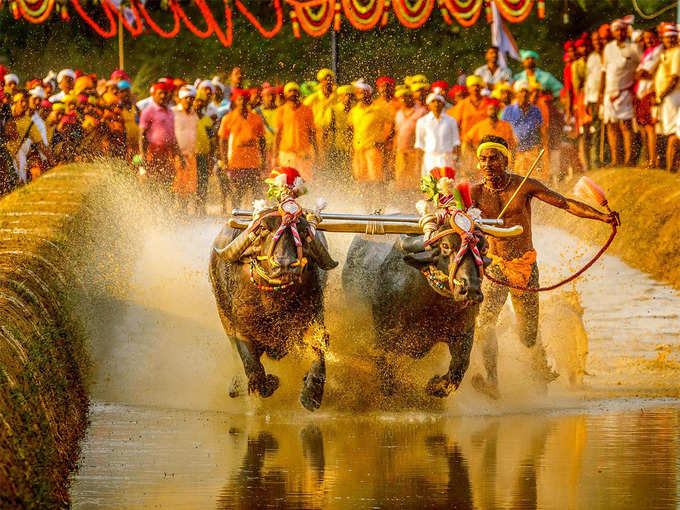 kambala race