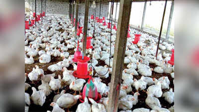 बिहार मुर्गीपालन विभाग ने मारी लंबी छलांग, दर्ज की रेकॉर्ड 44.72% विकास दर