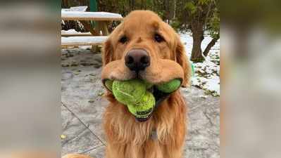 Most Talented Dog : ವಿಶ್ವ ದಾಖಲೆ ಸನಿಹದಲ್ಲಿರುವ ಈ ಮುದ್ದು ಶ್ವಾನದ ತಾಕತ್ತು ಖಂಡಿತಾ ನಿಮಗೆ ಇಷ್ಟವಾಗುತ್ತದೆ...