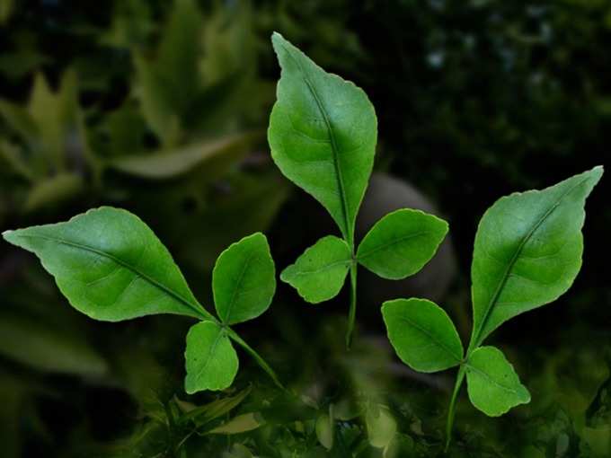 ಬಿಲ್ವ ಪತ್ರೆಯ ಲಾಕೆಟ್