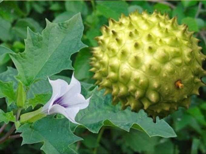 ದತ್ತೂರದ ಎಲೆ ಹಾಗೂ ಹಣ್ಣು