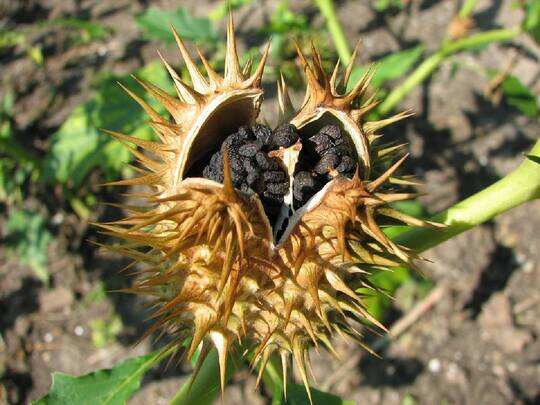 datura for health benefits, Mahashivratri 2020 : सेहत के लिए अमृत समान है भगवान शिव का प्रिय फल धतूरा, जानें ये फायदे - how to use datura for health benefits - Navbharat Times