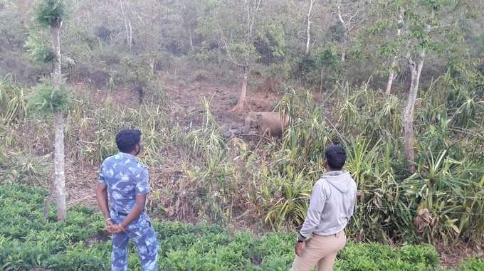 சேற்றில் சிக்கி குட்டி யானை இறந்தது