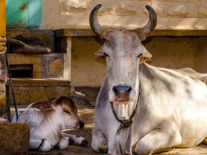 ​ಸುಳ್ಳು 5: ಹಸುವಿನ ಸಗಣಿ, ಮೂತ್ರದಿಂದ ನಿವಾರಣೆ