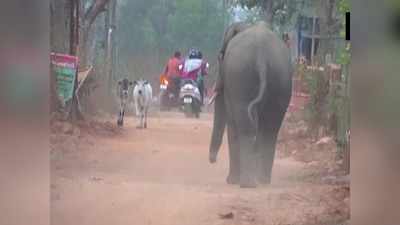 ओडिशा: आवासीय इलाके में घुसा हाथी, चार की मौत, 3 घायल