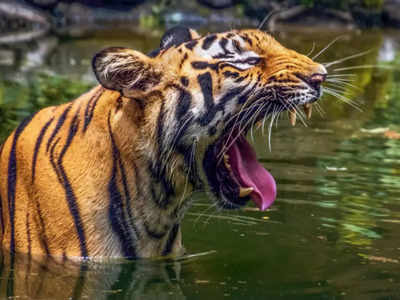 sundarbans facts: సుందర్ బన్స్ గురించి మీకు తెలియని నిజాలు