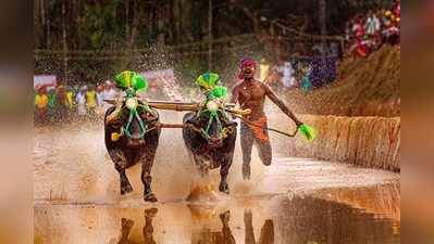 ಕಂಬಳ ರೇಸ್ ಸೆನ್ಸಾರ್‌ ಅಳವಡಿಕೆಗೆ  ಎಸ್‌ಸಿಡಿಸಿಸಿ ಬ್ಯಾಂಕ್‌ನಿಂದ 4 ಲಕ್ಷ ನೆರವು