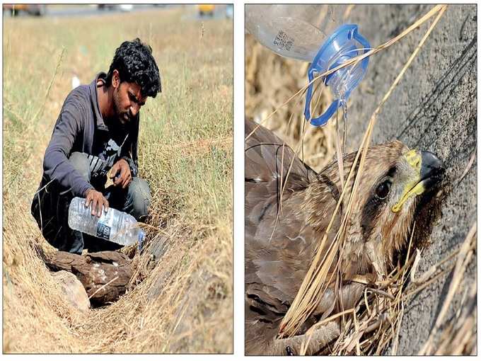 ​ತಲೆ ತಿರುಗಿ ನೆಲಕ್ಕೆ ಅಪ್ಪಳಿಸುತ್ತಿವೆ ಪಕ್ಷಿಗಳು..