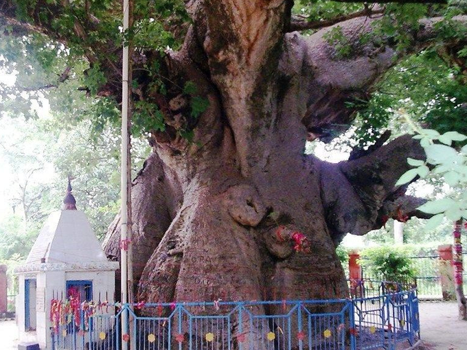 ​पारिजात वृक्ष, बाराबंकी