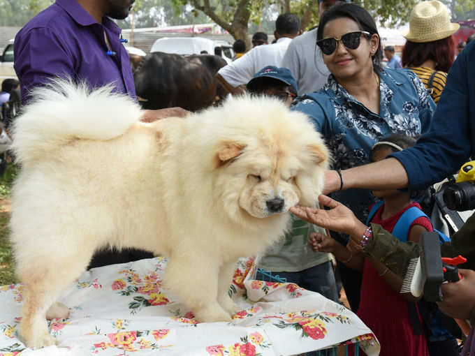 ​ಆಕ್ರಮಣಕಾರಿ ಶ್ವಾನ ಸಾಕಣೆಗೆ ನಿರ್ಬಂಧ