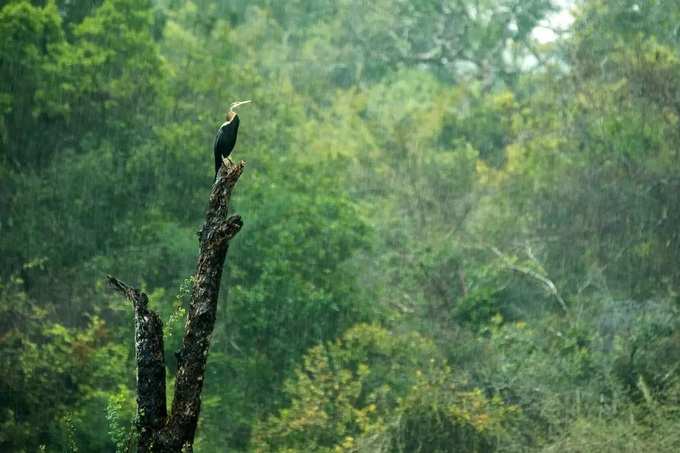 bird in wood