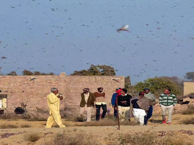 फसलों के फूलों को चबा डाल रहे टिड्डे