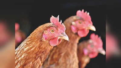 करोना: चिकनचे भाव कोसळले; पोल्ट्रीचा बाजार उठला