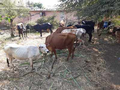 कत्तलीची जनावरे ताब्यात