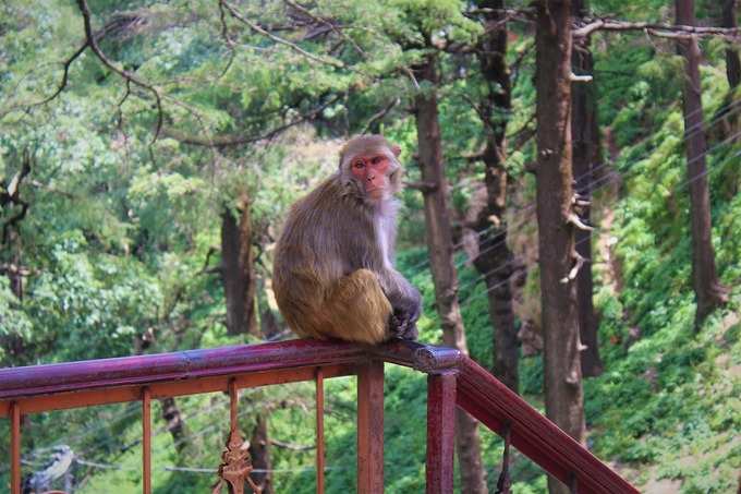 ಈ ಕೋತಿಯ ಚೇಷ್ಟೆ ನೋಡಿ...