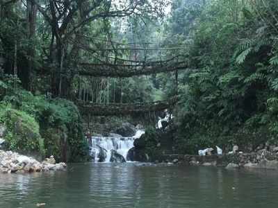 ജീവനുള്ള വേരു പാലങ്ങള്‍ കാണാന്‍ ഇവിടേക്ക് വരൂ