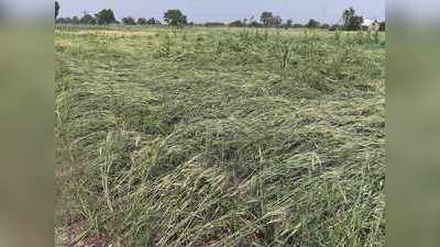 गारपीट, अवकाळीग्रस्त पिकांचे पंचनामे