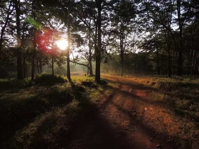 കാട്ടിലൂടെ യാത്ര ചെയ്യാം