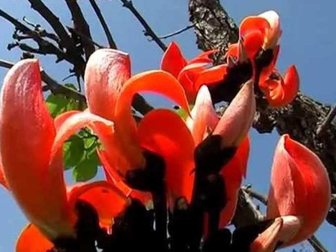 टेसू के फूलों से लाल रंग