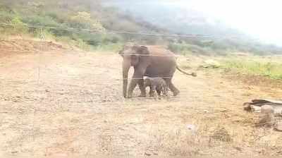 குறுக்கே மின்வேலி... குட்டியுடன் தவிக்கும் யானை... நெஞ்சை உருக்கும் வீடியோ!!