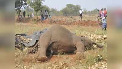 ಹನೂರಿನಲ್ಲಿ ಕೃಷಿ ಭೂಮಿಯಲ್ಲಿ ವಿದ್ಯುತ್‌ ತಂತಿ ತಗುಲಿ ಆನೆ ಸಾವು: ರೈತ ಪರಾರಿ..