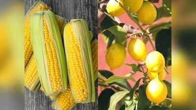 Healthy Yellow Foods: अच्‍छी सेहत और ग्‍लोइंग स्‍किन के लिये खाएं पीले फूड्स, बढ़ती उम्र भी जाएगी थम