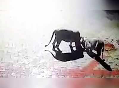 અમરેલીઃ બે સિંહણે ગાયનો શિકાર કરીને હવેલીમાં કરી મિજબાની, ઘટના CCTVમાં કેદ 