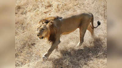 गुजरात के गीर जंगलों में दो साल के भीतर 261 शेरों की मौत
