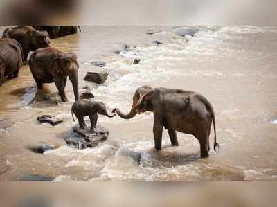 ಮನಸ್ಸಿನ ನೋವು ದೂರ ಆಗಬೇಕಾ...? ಹಾಗಾದರೆ ಈ ವಿಡಿಯೋ ನೋಡಿ...