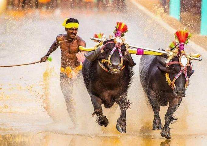 kambala