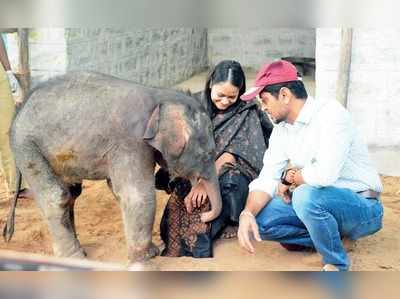 ತಬ್ಬಲಿ ಆನೆಮರಿಯನ್ನು ದತ್ತು ಪಡೆದ ವನ್ಯಜೀವಿ ಮಂಡಳಿ ಸದಸ್ಯ