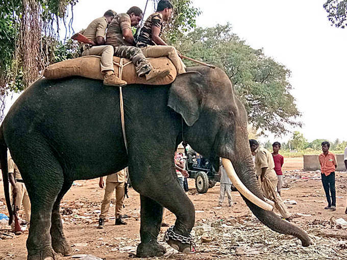 Leopard Attack In Tumkur