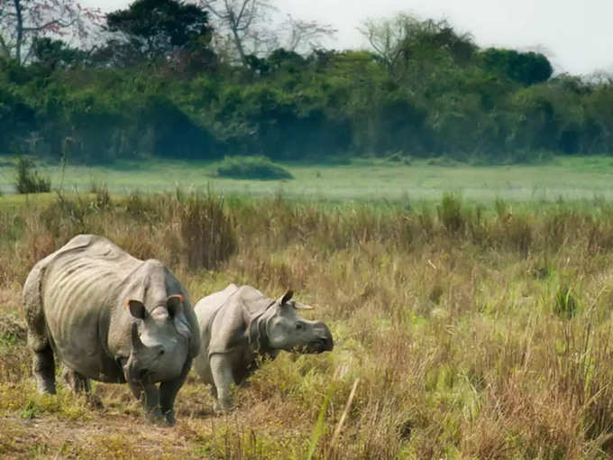 ఖడ్గమృగాలు