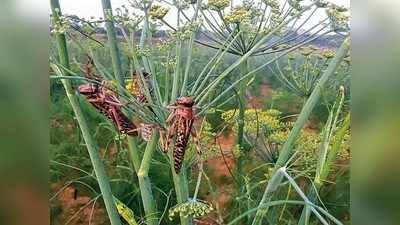 ತೆನೆ ತಿಗಣೆ ಬಾಧೆಯಿಂದ ರೈತ ಕಂಗಾಲು ಕಾಡುಪ್ರಾಣಿ, ಕೀಟ ಬಾಯಿಯಿಂದ ಹಿಂಗಾರು ಇಳುವರಿ ಕುಸಿತ