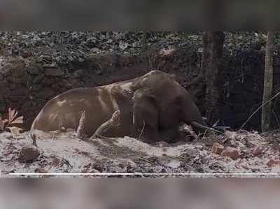 കണ്ണൂരില്‍ കാട്ടാനക്കുട്ടി കുഴിയിൽ വീണ് കാലൊടിഞ്ഞു; രക്ഷകരായത് വനം വകുപ്പ് ജീവനക്കാര്‍