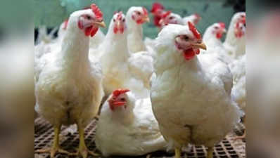 ‘करोना’चे गैरसमज दूर करण्यासाठी कोंबड्यांचे बक्षीस