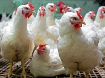 ‘करोना’चे गैरसमज दूर करण्यासाठी कोंबड्यांचे बक्षीस