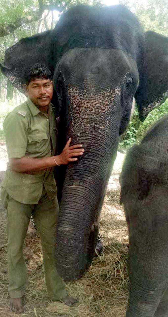 Karnataka Elephants