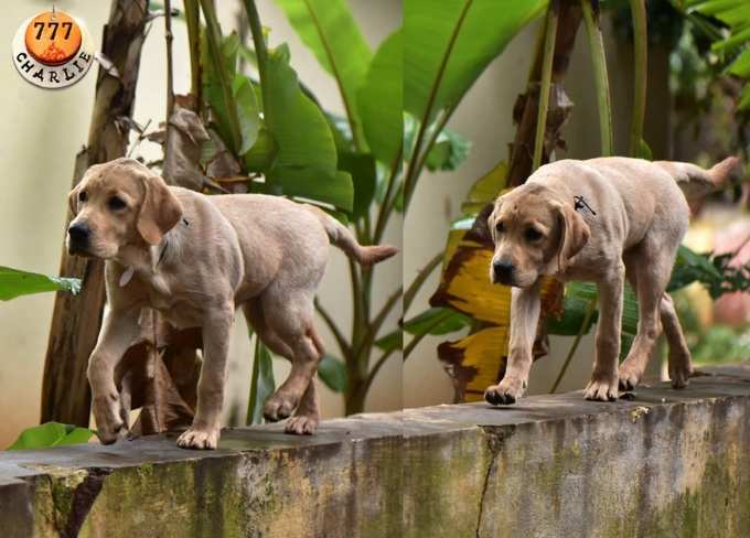 ​ಹಲವು ಸ್ಥಳಗಳಲ್ಲಿ 777 ಚಾರ್ಲಿ ಶೂಟಿಂಗ್‌