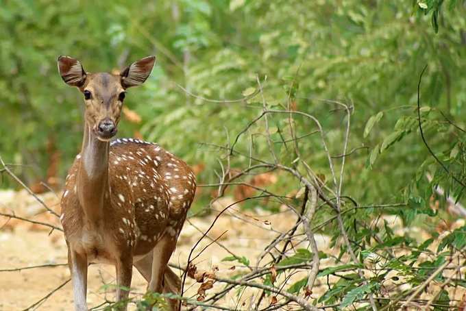 ​గిండీ నేషనల్ పార్క్