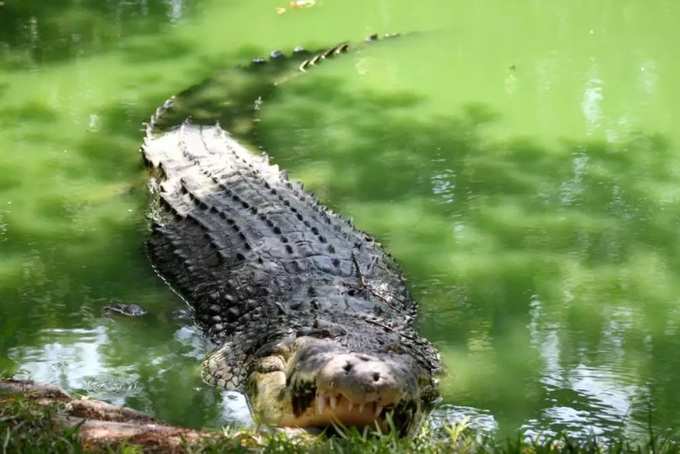 ​మద్రాస్ మొసళ్ల వనం (Madras Crocodile Bank)