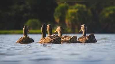 കുട്ടനാട്ടില്‍ താറാവുകള്‍ ചത്തത് പക്ഷിപ്പനി മൂലമല്ലെന്ന് പരിശോധനാ ഫലം