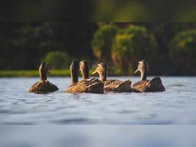 കുട്ടനാട്ടില്‍ താറാവുകള്‍ ചത്തത് പക്ഷിപ്പനി മൂലമല്ലെന്ന് പരിശോധനാ ഫലം